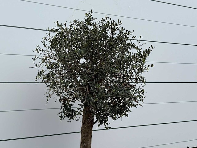 Olijfboom florida - olea europaea - ca. 25 jaar oud - hoogte ca. 160 cm - afbeelding 3 van  5