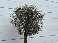 Olijfboom florida - olea europaea - ca. 25 jaar oud - hoogte ca. 160 cm - afbeelding 3 van  5