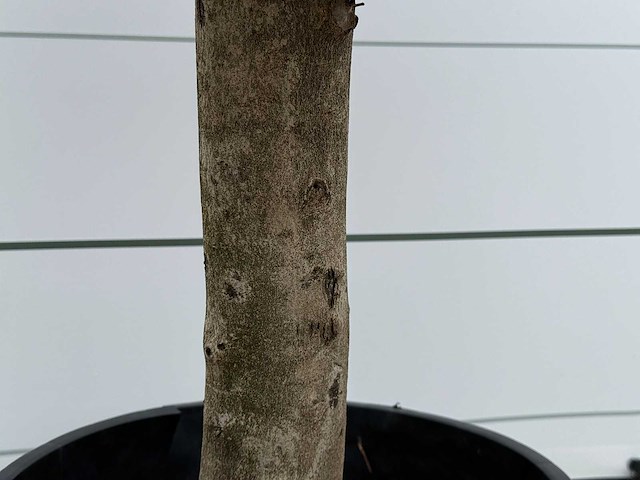 Olijfboom florida - olea europaea - ca. 25 jaar oud - hoogte ca. 160 cm - afbeelding 4 van  5