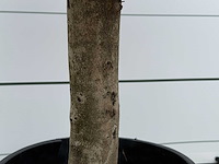 Olijfboom florida - olea europaea - ca. 25 jaar oud - hoogte ca. 160 cm - afbeelding 4 van  5