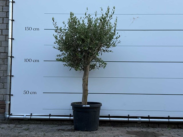 Olijfboom florida - olea europaea - ca. 25 jaar oud - hoogte ca. 160 cm - afbeelding 1 van  1