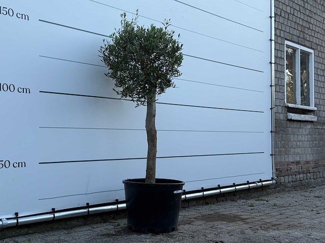 Olijfboom florida - olea europaea - ca. 25 jaar oud - hoogte ca. 160 cm - afbeelding 1 van  1