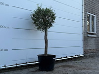 Olijfboom florida - olea europaea - ca. 25 jaar oud - hoogte ca. 160 cm - afbeelding 1 van  1