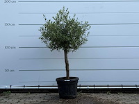 Olijfboom florida - olea europaea - ca. 25 jaar oud - hoogte ca. 160 cm - afbeelding 1 van  3