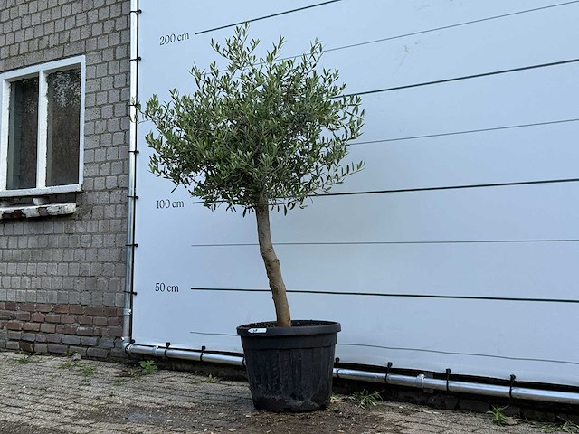 Olijfboom florida - olea europaea - ca. 25 jaar oud - hoogte ca. 160 cm - afbeelding 2 van  3