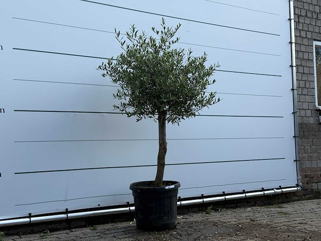 Olijfboom florida - olea europaea - ca. 25 jaar oud - hoogte ca. 160 cm - afbeelding 3 van  3