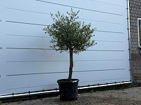 Olijfboom florida - olea europaea - ca. 25 jaar oud - hoogte ca. 160 cm - afbeelding 3 van  3