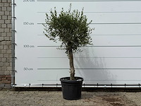 Olijfboom florida - olea europaea - ca. 25 jaar oud - hoogte ca. 160 cm - afbeelding 1 van  3