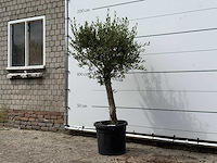 Olijfboom florida - olea europaea - ca. 25 jaar oud - hoogte ca. 160 cm - afbeelding 2 van  3