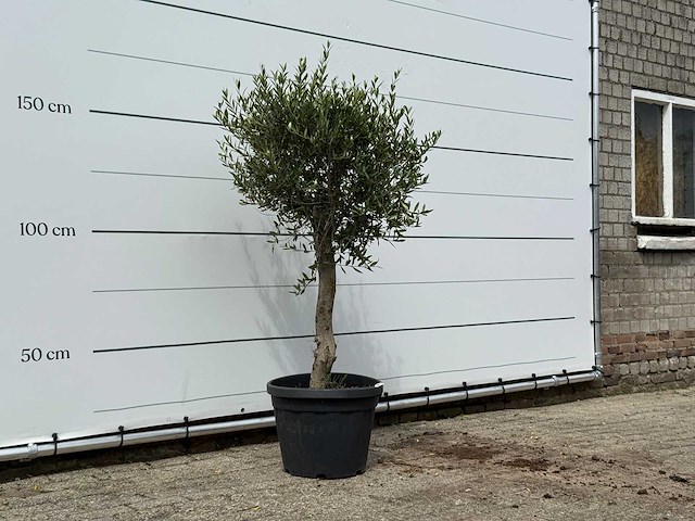 Olijfboom florida - olea europaea - ca. 25 jaar oud - hoogte ca. 160 cm - afbeelding 3 van  3