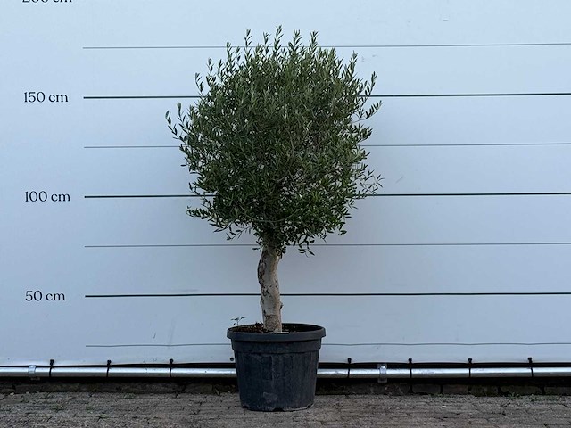 Olijfboom florida - olea europaea - ca. 25 jaar oud - hoogte ca. 160 cm - afbeelding 1 van  3