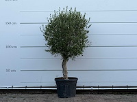 Olijfboom florida - olea europaea - ca. 25 jaar oud - hoogte ca. 160 cm - afbeelding 1 van  3