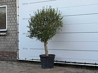 Olijfboom florida - olea europaea - ca. 25 jaar oud - hoogte ca. 160 cm - afbeelding 2 van  3