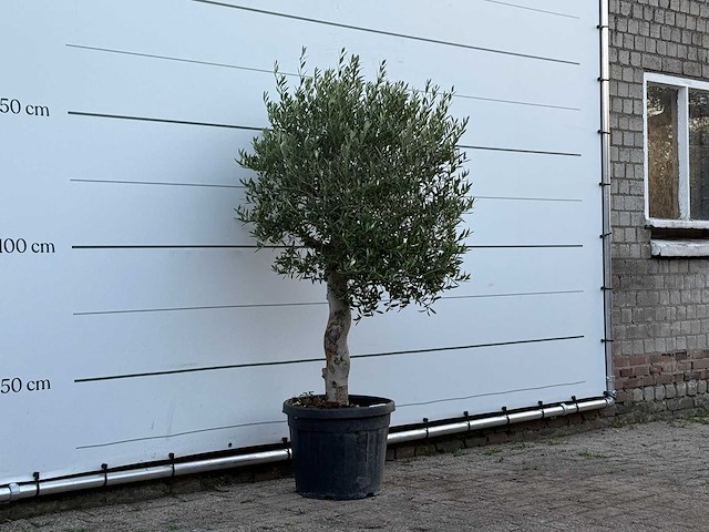 Olijfboom florida - olea europaea - ca. 25 jaar oud - hoogte ca. 160 cm - afbeelding 3 van  3