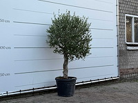 Olijfboom florida - olea europaea - ca. 25 jaar oud - hoogte ca. 160 cm - afbeelding 3 van  3
