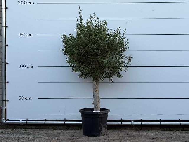 Olijfboom florida - olea europaea - ca. 25 jaar oud - hoogte ca. 160 cm - afbeelding 1 van  2