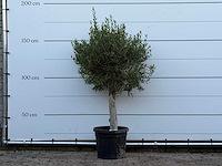 Olijfboom florida - olea europaea - ca. 25 jaar oud - hoogte ca. 160 cm - afbeelding 1 van  2