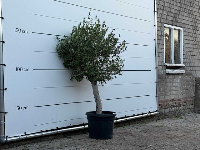 Olijfboom florida - olea europaea - ca. 25 jaar oud - hoogte ca. 160 cm - afbeelding 2 van  2