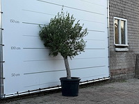 Olijfboom florida - olea europaea - ca. 25 jaar oud - hoogte ca. 160 cm - afbeelding 2 van  2