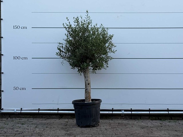 Olijfboom florida - olea europaea - ca. 25 jaar oud - hoogte ca. 160 cm - afbeelding 1 van  2