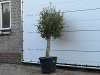 Olijfboom florida - olea europaea - ca. 25 jaar oud - hoogte ca. 160 cm - afbeelding 2 van  2