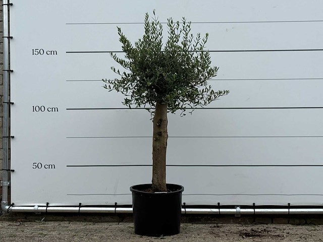 Olijfboom florida - olea europaea - ca. 25 jaar oud - hoogte ca. 160 cm - afbeelding 1 van  2