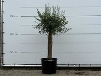 Olijfboom florida - olea europaea - ca. 25 jaar oud - hoogte ca. 160 cm - afbeelding 1 van  2