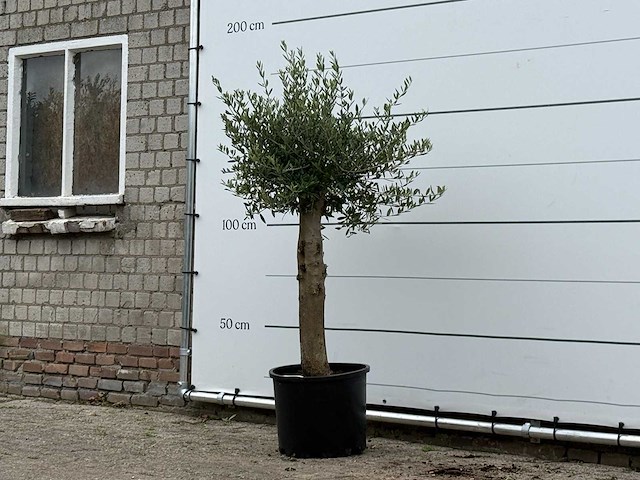Olijfboom florida - olea europaea - ca. 25 jaar oud - hoogte ca. 160 cm - afbeelding 2 van  2