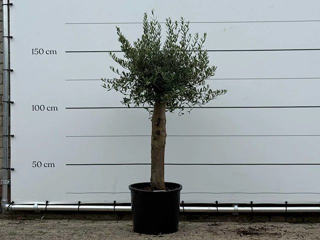 Olijfboom florida - olea europaea - ca. 25 jaar oud - hoogte ca. 160 cm - afbeelding 1 van  3