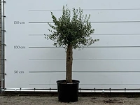 Olijfboom florida - olea europaea - ca. 25 jaar oud - hoogte ca. 160 cm