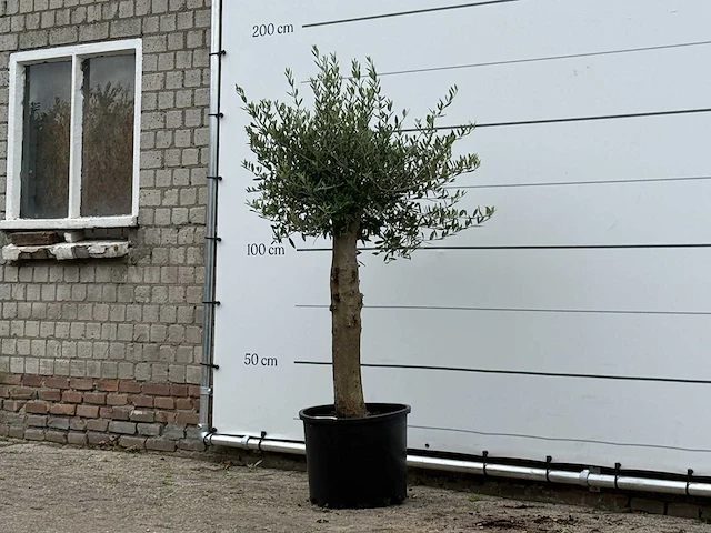 Olijfboom florida - olea europaea - ca. 25 jaar oud - hoogte ca. 160 cm - afbeelding 2 van  3