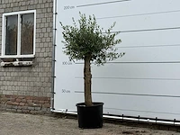 Olijfboom florida - olea europaea - ca. 25 jaar oud - hoogte ca. 160 cm - afbeelding 2 van  3
