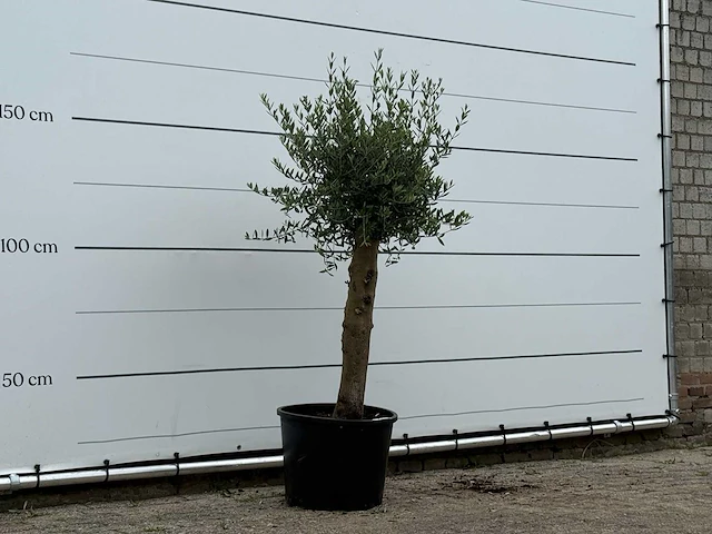 Olijfboom florida - olea europaea - ca. 25 jaar oud - hoogte ca. 160 cm - afbeelding 3 van  3