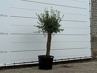Olijfboom florida - olea europaea - ca. 25 jaar oud - hoogte ca. 160 cm - afbeelding 3 van  3