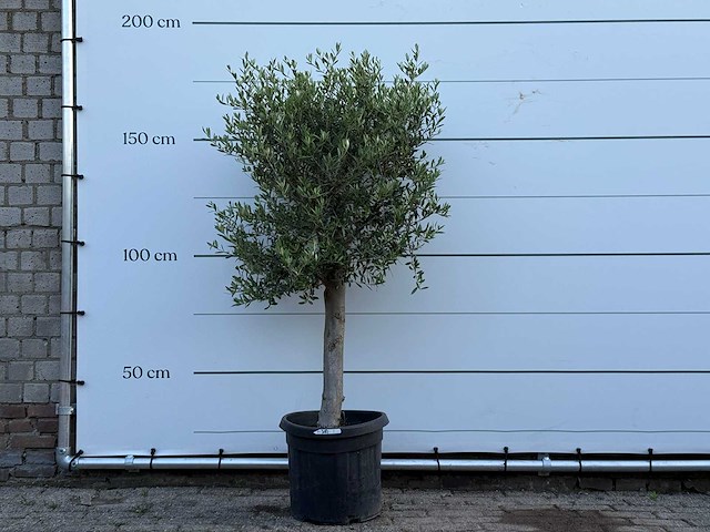 Olijfboom florida - olea europaea - ca. 25 jaar oud - hoogte ca. 170 cm - afbeelding 1 van  3