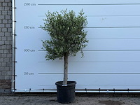 Olijfboom florida - olea europaea - ca. 25 jaar oud - hoogte ca. 170 cm - afbeelding 1 van  3