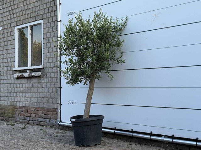 Olijfboom florida - olea europaea - ca. 25 jaar oud - hoogte ca. 170 cm - afbeelding 2 van  3