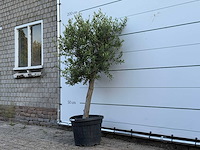 Olijfboom florida - olea europaea - ca. 25 jaar oud - hoogte ca. 170 cm - afbeelding 2 van  3