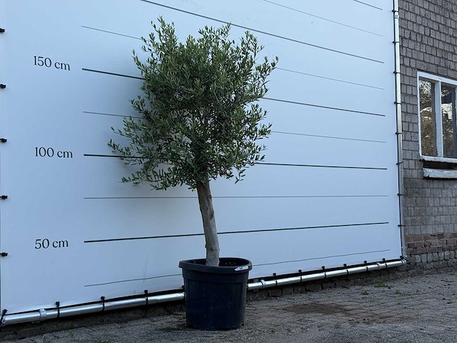 Olijfboom florida - olea europaea - ca. 25 jaar oud - hoogte ca. 170 cm - afbeelding 3 van  3