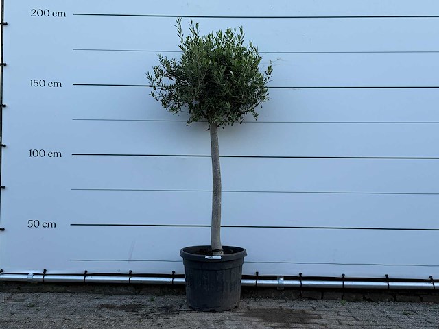 Olijfboom florida - olea europaea - ca. 25 jaar oud - hoogte ca. 170 cm - afbeelding 1 van  3