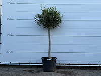 Olijfboom florida - olea europaea - ca. 25 jaar oud - hoogte ca. 170 cm - afbeelding 1 van  3