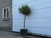 Olijfboom florida - olea europaea - ca. 25 jaar oud - hoogte ca. 170 cm - afbeelding 2 van  3