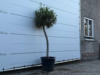 Olijfboom florida - olea europaea - ca. 25 jaar oud - hoogte ca. 170 cm - afbeelding 3 van  3