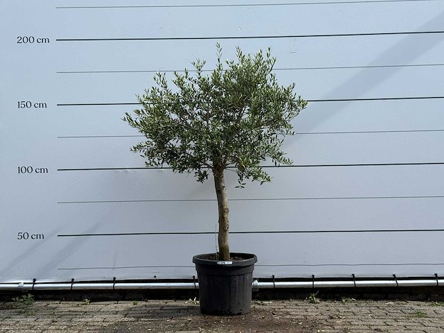 Olijfboom florida - olea europaea - ca. 25 jaar oud - hoogte ca. 170 cm - afbeelding 1 van  3