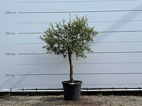 Olijfboom florida - olea europaea - ca. 25 jaar oud - hoogte ca. 170 cm - afbeelding 1 van  3
