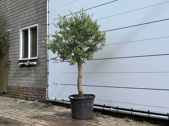 Olijfboom florida - olea europaea - ca. 25 jaar oud - hoogte ca. 170 cm - afbeelding 2 van  3