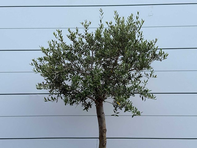 Olijfboom florida - olea europaea - ca. 25 jaar oud - hoogte ca. 170 cm - afbeelding 3 van  3