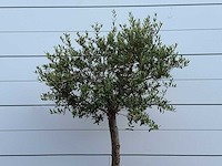 Olijfboom florida - olea europaea - ca. 25 jaar oud - hoogte ca. 170 cm - afbeelding 3 van  3