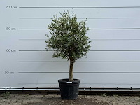 Olijfboom florida - olea europaea - ca. 25 jaar oud - hoogte ca. 170 cm - afbeelding 1 van  2