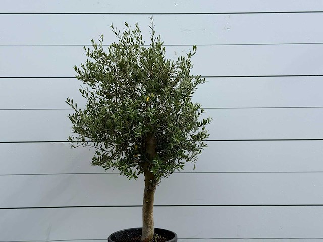 Olijfboom florida - olea europaea - ca. 25 jaar oud - hoogte ca. 170 cm - afbeelding 2 van  2
